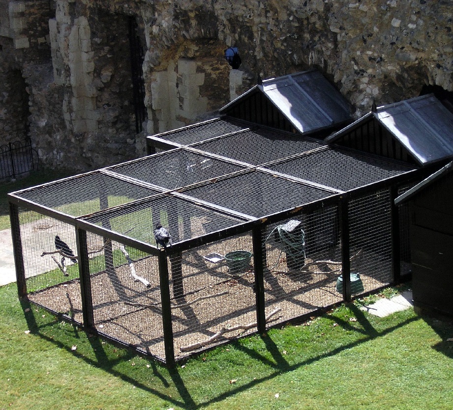 kandang burung gagak menara london